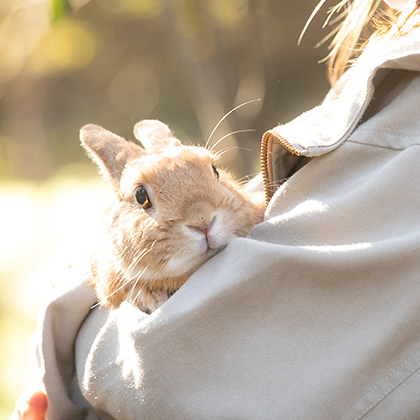 うさぎさん