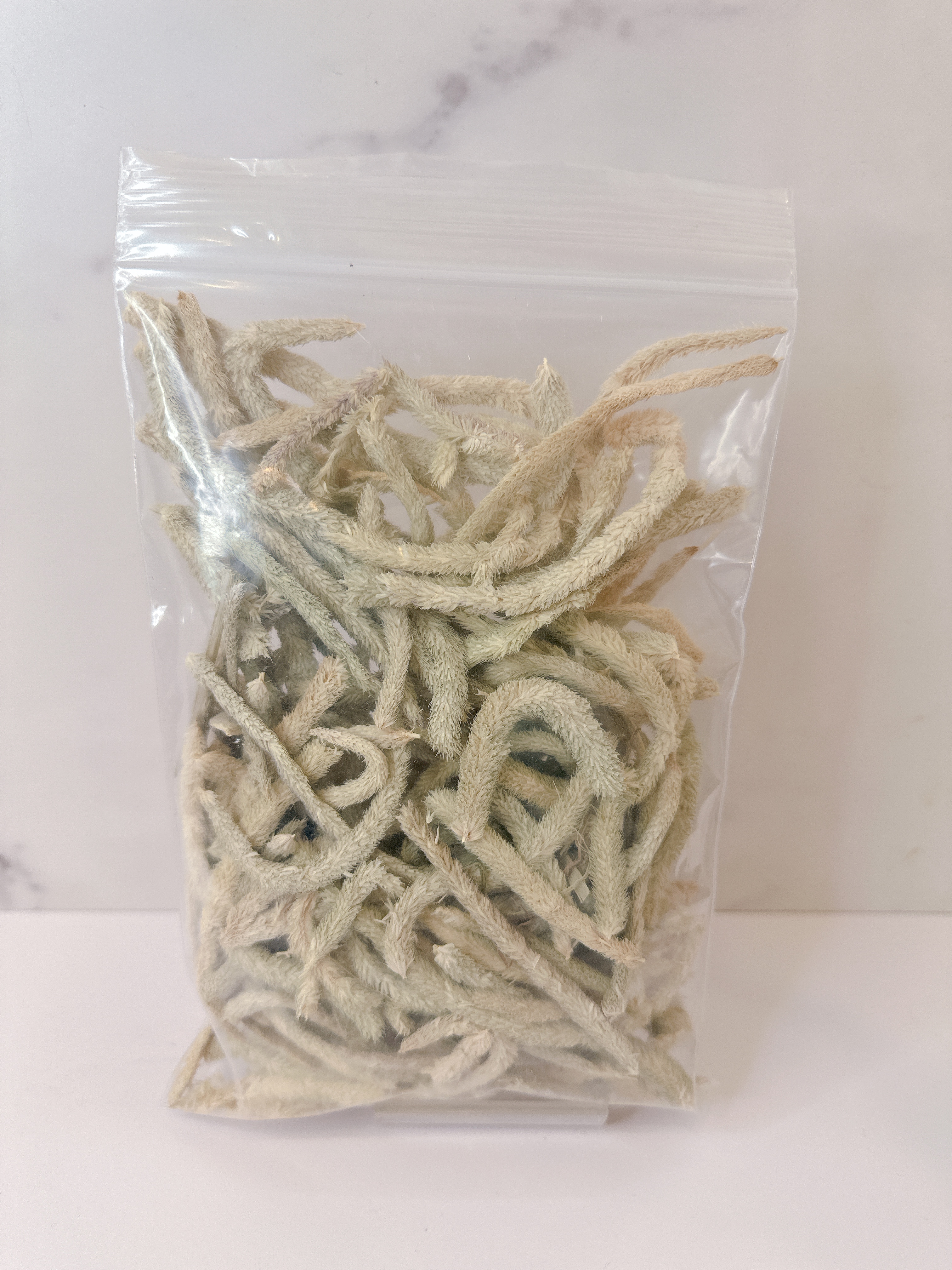 チモシーの穂先　30g