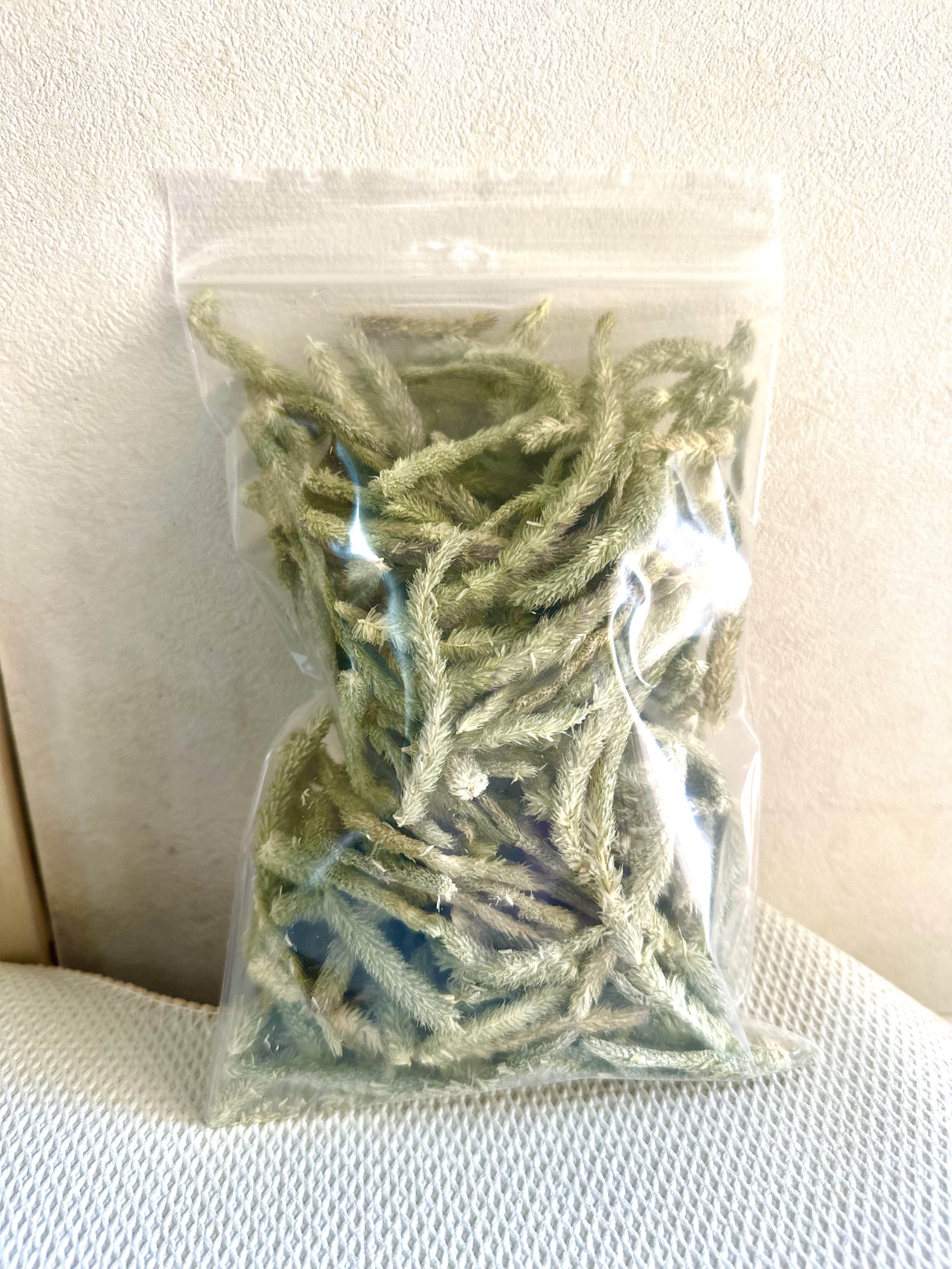 チモシーの穂先　30g